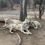 Photo taken by Kolla S