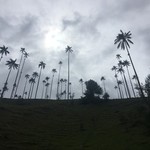 Cocora Valley | Photo taken by Ella W