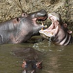 Hungry hippos | Photo taken by Jonathan G