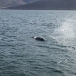 Whale watching. Up close and personal with a humpback whale.  | Photo taken by Whitney S