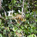 Sqirrel monkey | Photo taken by Robert T