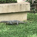 Asian water monitor lizard | Photo taken by Cynthia C