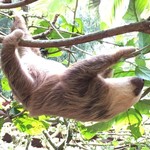 Sloth @ Jaguar rescue centre  | Photo taken by Federica M