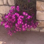 Photo taken by Lisa B