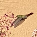 Photo taken by prakash m