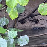 Photo taken by Rosemary S