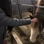 We stopped at a horse farm that house Game of Thrones Icelandic horses.  | Photo taken by John P