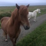 Hestheimar’s icelandic horses | Photo taken by Jana P