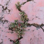 Life in the Red Crater | Photo taken by Dave E