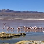 Flamencos | Photo taken by Flaminia R