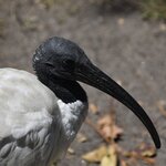 Photo taken by Linnaea M