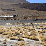 Laguna Polques and Vicuñas | Photo taken by Flaminia R