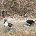 Boobies! | Photo taken by Jessica y