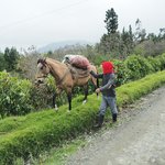Puracé Valley | Photo taken by Peter G