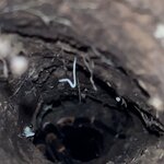 Photo taken by Darcy M