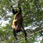 Mama howler monkey with baby, carrying mutant gene  | Photo taken by Marilyn L