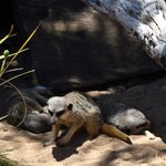 Photo taken by Linnaea M