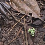 Photo taken by Roveen B