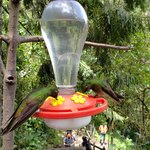 Acaime Hummingbird Reserve | Photo taken by Rebecca H
