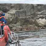 A coastline of sea lions  | Photo taken by Melody B