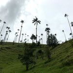 The unique wax palms of the Cocora Valley | Photo taken by Sophie E
