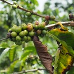 Inspiracion Coffee Hacienda | Photo taken by Peter G