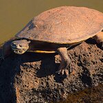 Photo taken by Dennis H