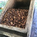 Cacao | Photo taken by Joseph F