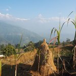 Inspired by Fishtail | Photo taken by Susan H