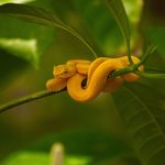 Eyelash viper! | Photo taken by Charis M