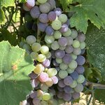 Photo taken by Cris K