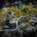 Photo taken by Ari B