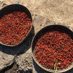 Chillies drying in the sun | Photo taken by Gregory R