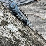 Photo taken by Samantha S