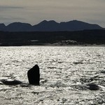 Whale Watching | Photo taken by Missy C