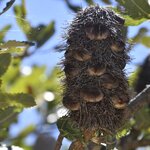 Photo taken by Linnaea M