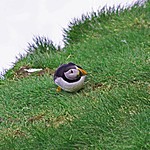 a puffin on Latrabjarg cliffs | Photo taken by Kim C