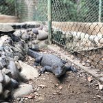 We also took a crocodile and butterfly tour at our hotel wildlife refuge | Photo taken by Kim S