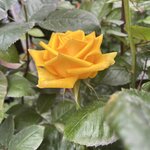 Photo taken by Vicki Lynn M