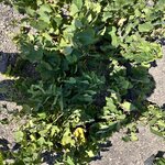 Photo taken by Felice Z