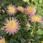 Photo taken by Joel S