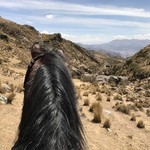 Optional horse back riding day in the sacred valley before the start of our trek | Photo taken by Janice H