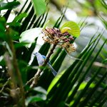 Gray Blue Flycatcher | Photo taken by Charles J