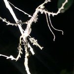 Walking Stick | Photo taken by Nitin A