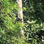 Iguanas in the air | Photo taken by Sophie E