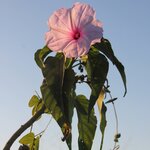 Photo taken by Kelvin V