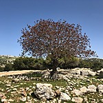 Ancient wild pistachio tree | Photo taken by Jennifer K