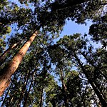 Tall trees | Photo taken by Joost S