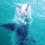Shark Cage Diving  | Photo taken by Missy C