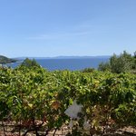 Vineyards along the Hvar coast | Photo taken by Eva W
